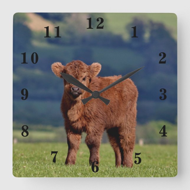 Cute Calf Square Wall Clock (Front)