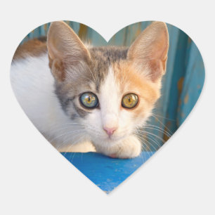 Cute Calico Cat Kitten Funny Curious Eyes Photo -- Heart Sticker