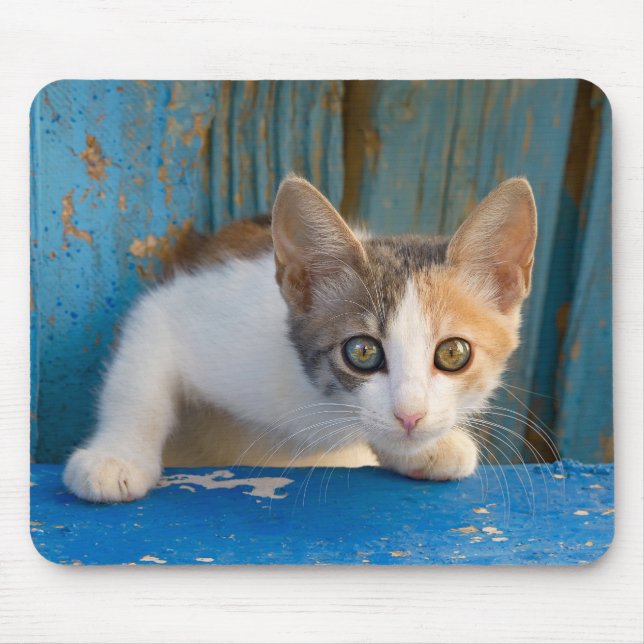 Cute Calico Cat Kitten Funny Curious Eyes Photo Mouse Mat (Front)