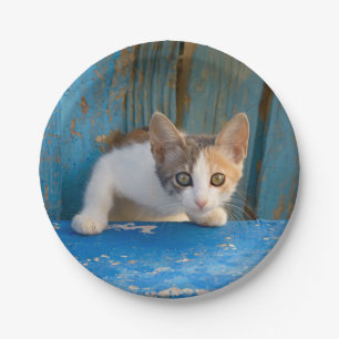 Cute Calico Cat Kitten Funny Curious Eyes Photo -- Paper Plate