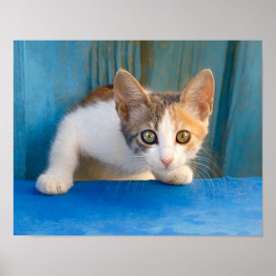 Cute Calico Cat Kitten Funny Curious Eyes Photo - Poster