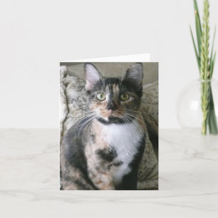 Cute Calico Cat, Purrfect Birthday Card