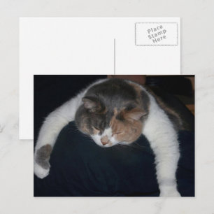 Cute Calico Sleeping Cat Over Shoulder Postcard