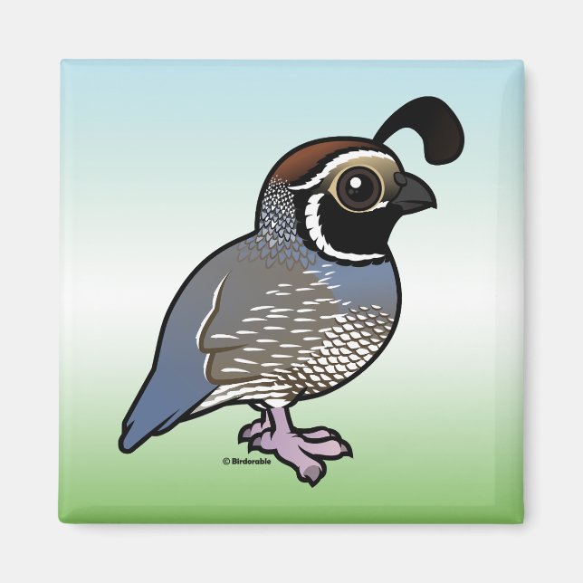 Cute California Quail Magnet (Front)
