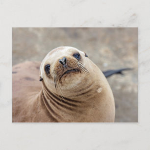 Cute California Sea Lion Postcard