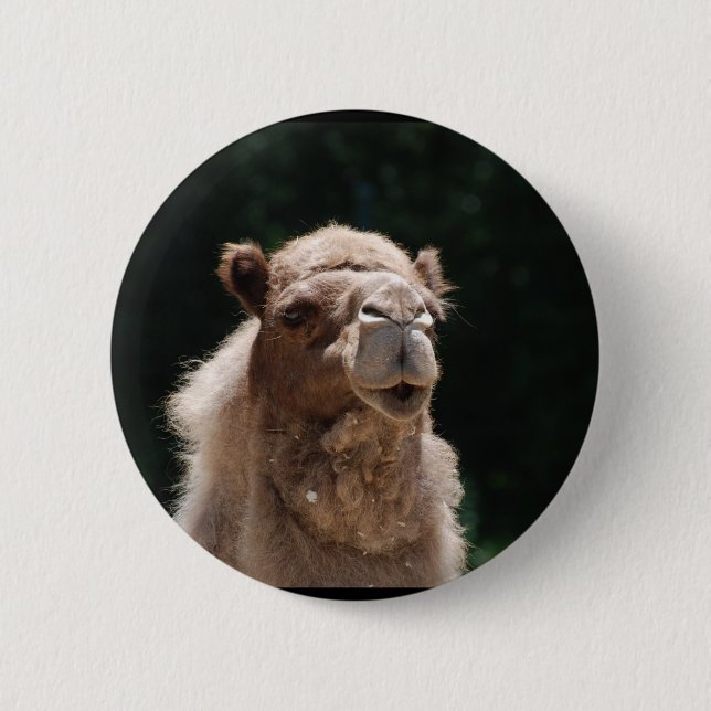 Cute Camel 6 Cm Round Badge (Front)