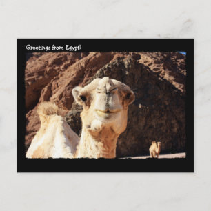 Cute Camel Postcard