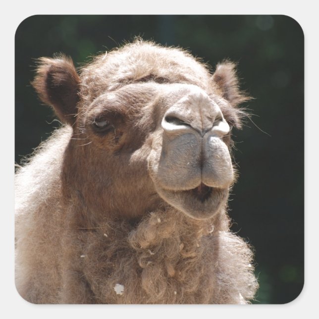 Cute Camel Square Sticker (Front)