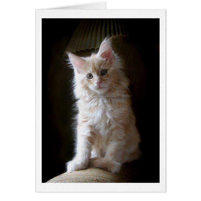 Cute cameo Maine Coon kitten card (Front)