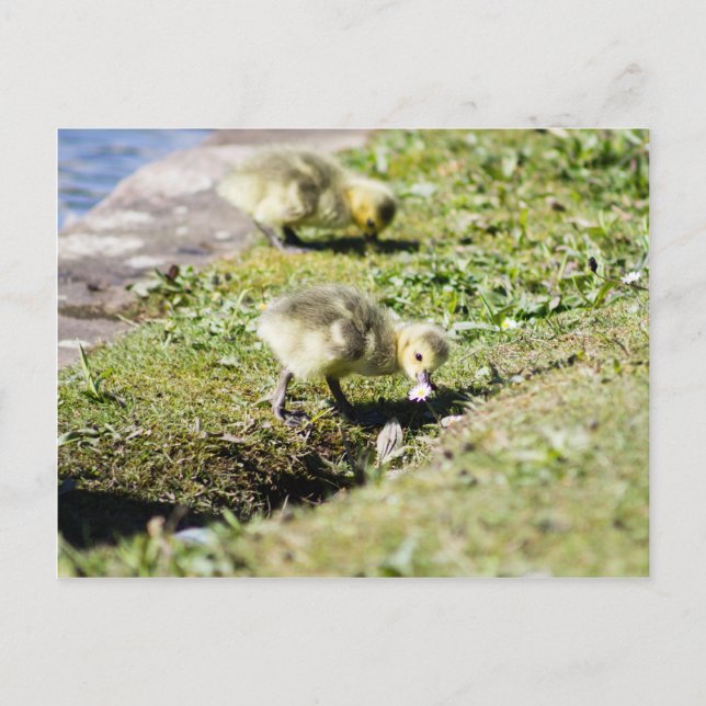 Cute Canada Goose Gosling Postcard (Front)