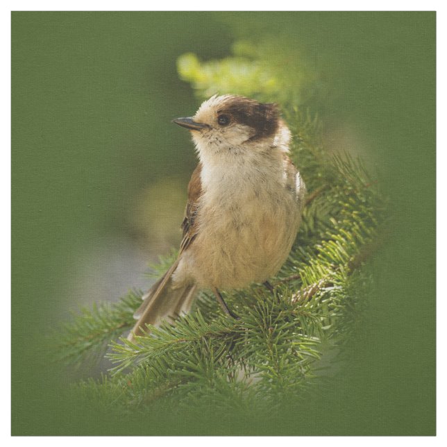 Cute Canada Grey / Grey Jay / Whiskeyjack Fabric (Swatch)