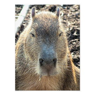 CUTE CAPYBARA PHOTO PRINT