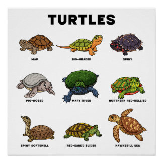 Cute Cartoon Turtles of the World Poster