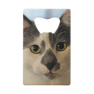 Cute Cat