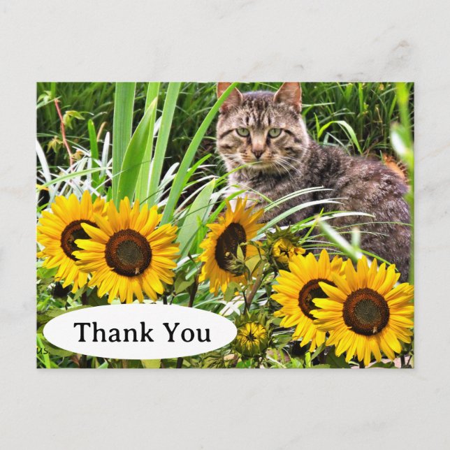 Cute Cat and Sunflowers Thank You Postcard (Front)