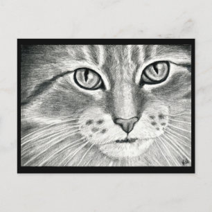 Cute cat art realism pencil drawing postcard