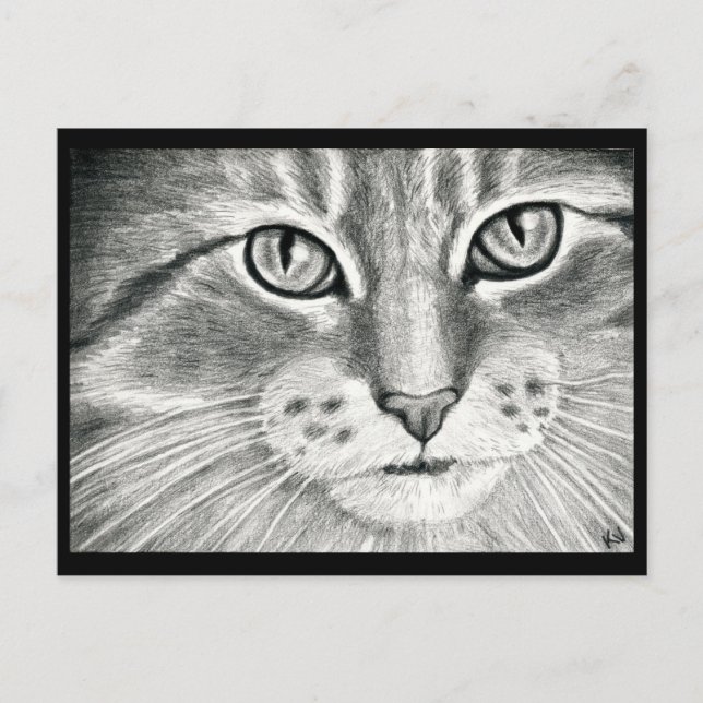 Cute cat art realism pencil drawing postcard (Front)