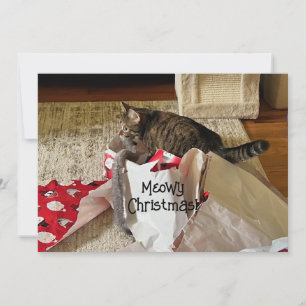 Cute Cat Christmas, enjoying present holiday cards