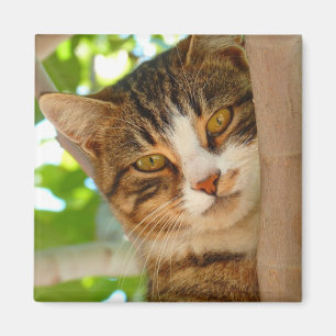 Cute Cat Climbing a Tree Magnet