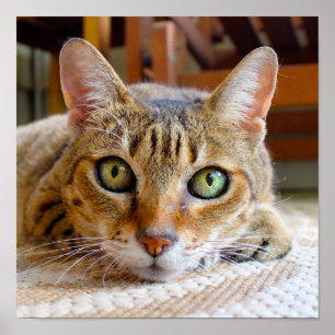 Cute Cat Close-up small poster