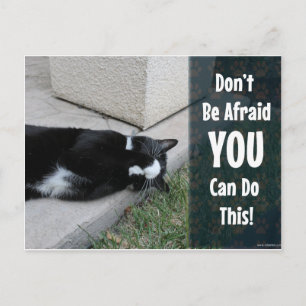 Cute Cat Do Not Be Afraid Postcard