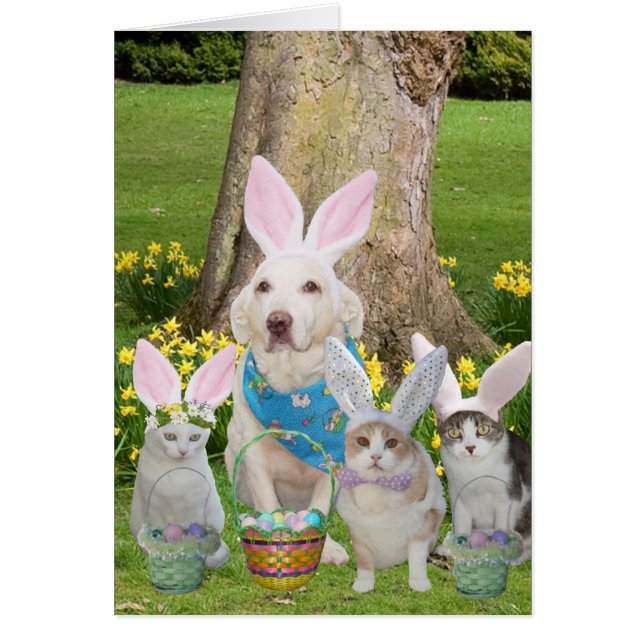 Cute Cat & Dog Bunnies (Front)