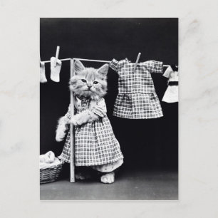 Cute Cat Doing Laundry in Clothes Vintage Print Postcard