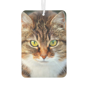 Cute cat eyes car air freshener
