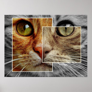 Cute Cat Face Collage Poster