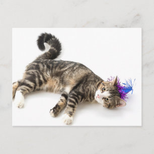 cute cat happy birthday postcard