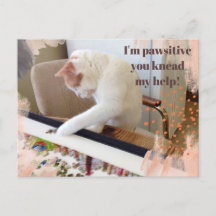 Cute Cat "I'm pawsitive you knead my help"