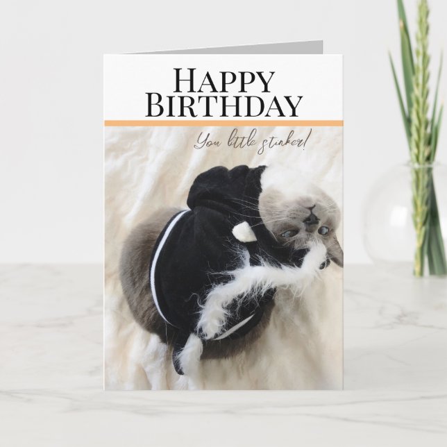Cute Cat In Skunk Costume Birthday Greeting Card (Front)