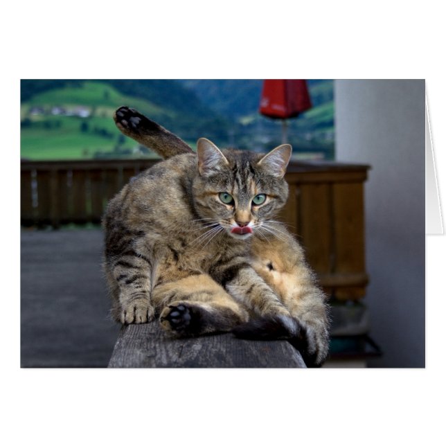 Cute Cat Interrupted While Grooming (Front Horizontal)