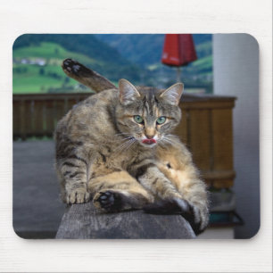 Cute Cat Interrupted While Grooming Mouse Mat