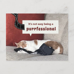Cute Cat "It's not easy being a purrfessional" Postcard