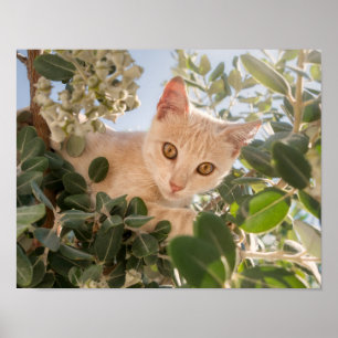Cute Cat Kitten climbing in an Eucalyptus Tree - Poster