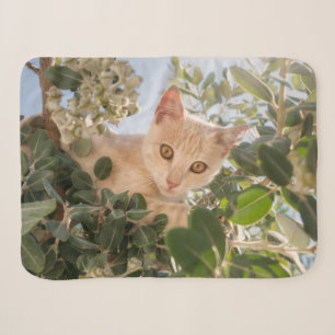 Cute Cat Kitten climbing in an Eucalyptus Tree - Sherpa Blanket