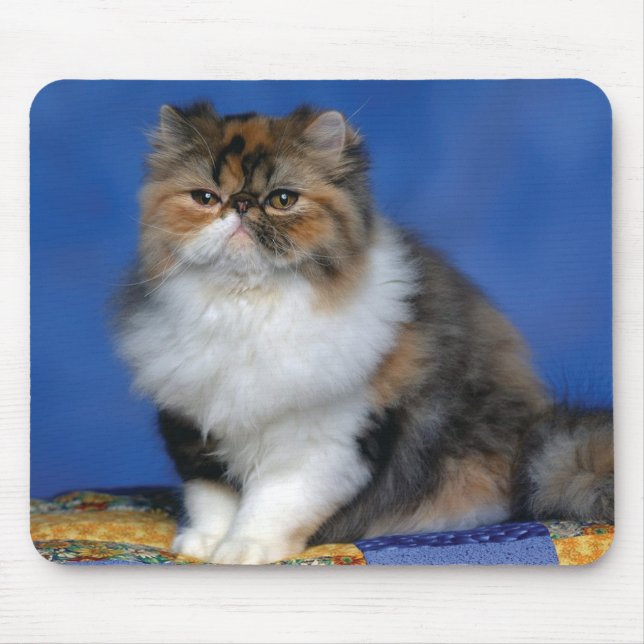 Cute Cat Kitten M003 Mouse Mat (Front)
