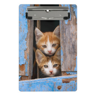 Cute Cat Kittens in a Blue Vintage Window Photo on Mini Clipboard