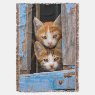 Cute Cat Kittens in a Blue Vintage Window Photo - Throw Blanket