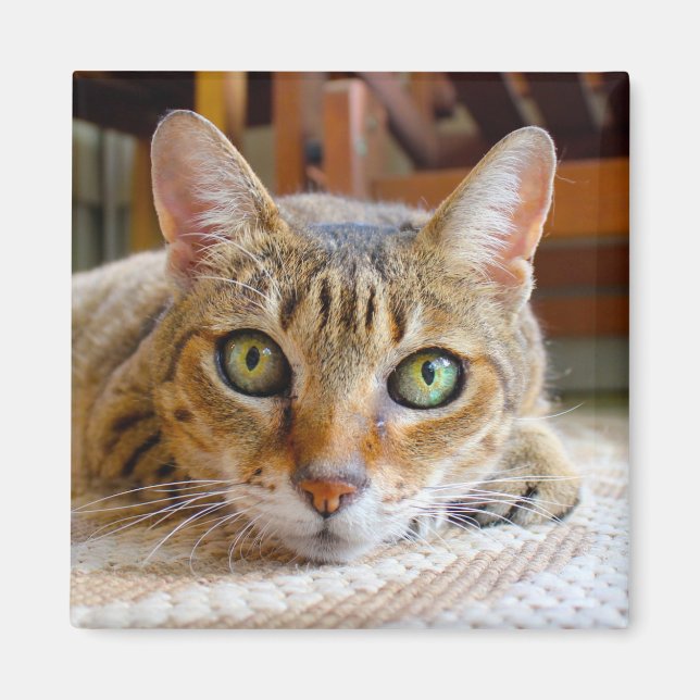 Cute Cat magnet (Front)