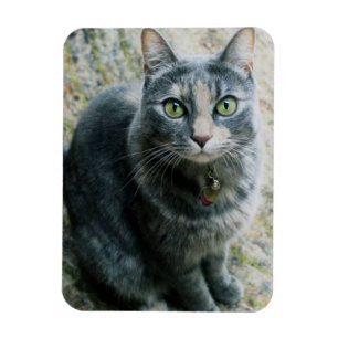 Cute Cat Magnet