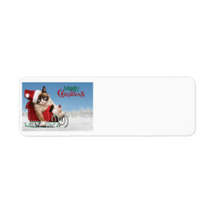 Cute cat on a sleigh