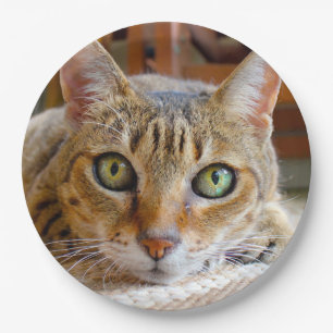 Cute Cat paper plates