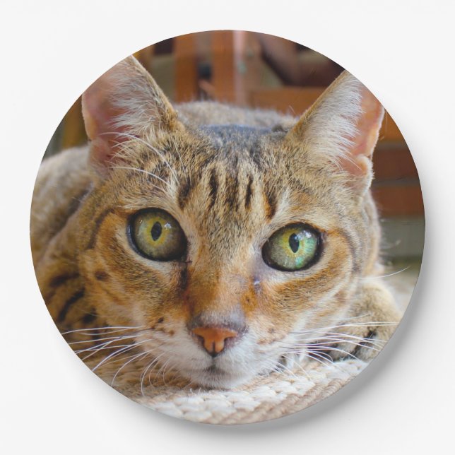 Cute Cat paper plates (Front)