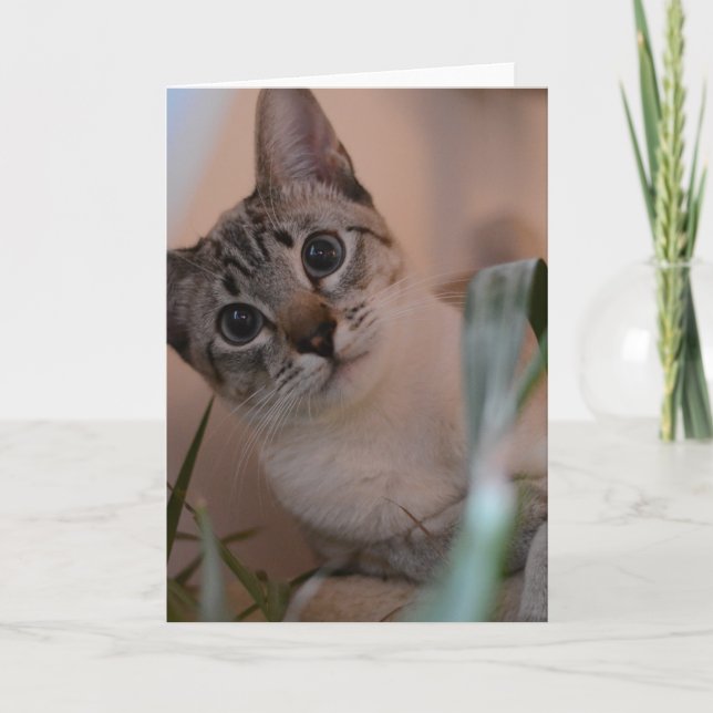 Cute Cat Photo Portrait Card (Front)