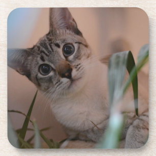 Cute Cat Photo Portrait Coaster