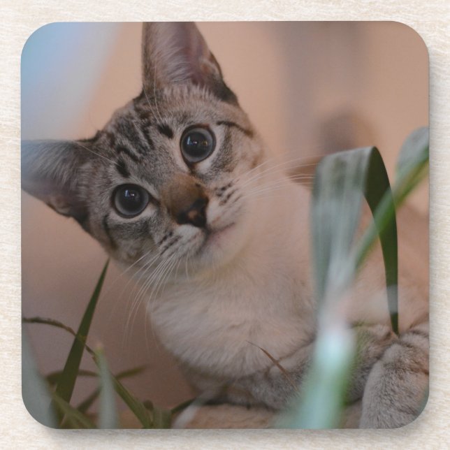 Cute Cat Photo Portrait Coaster (Front)