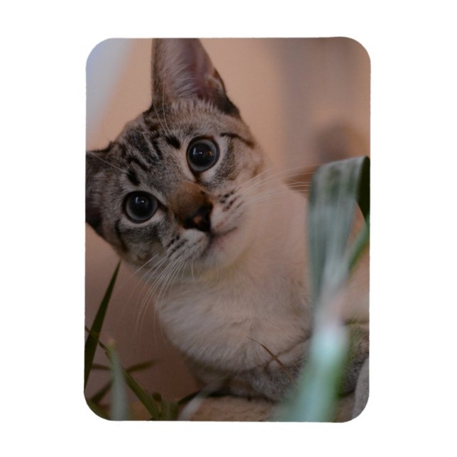 Cute Cat Photo Portrait Magnet (Vertical)