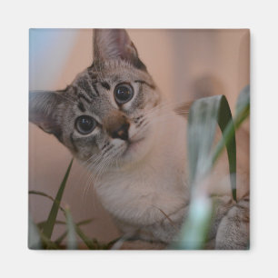 Cute Cat Photo Portrait Magnet